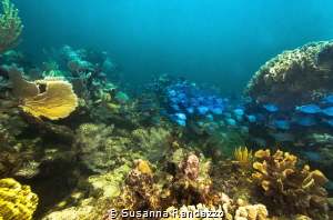 La Poza Reef, Xcalak, Quintana Roo by Susanna Randazzo 